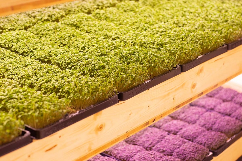 Kresse Sprossen Superfood Catering Micro Greens Farm Up