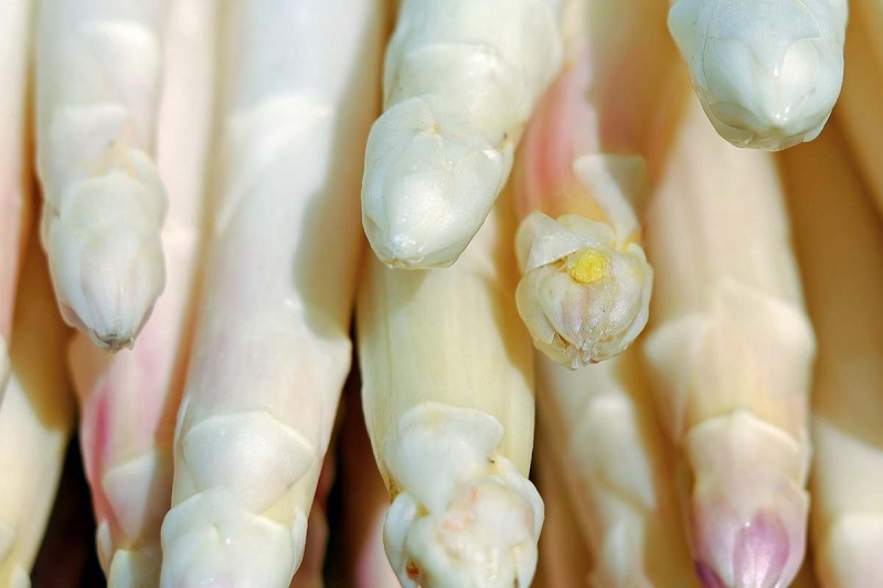 Spargel saisonales Catering in Frankfurt